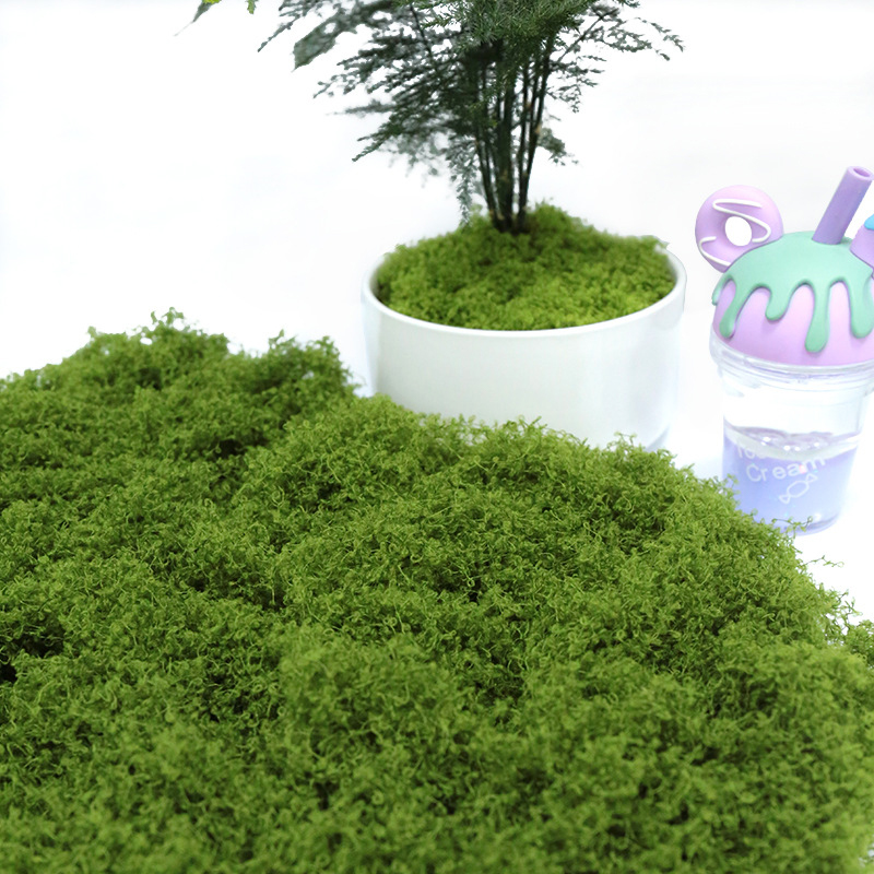 【P】50g Musgo Artificial para A - Sphagnum Moss Dry avaliação e preço